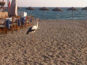 our favorite restaurant and a stork.......